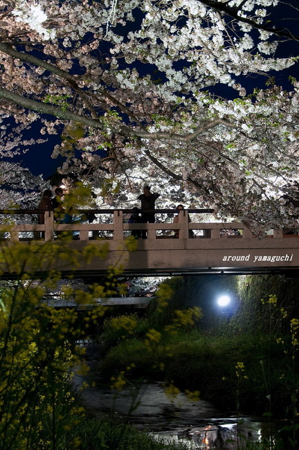 一の坂川夜桜10.jpg