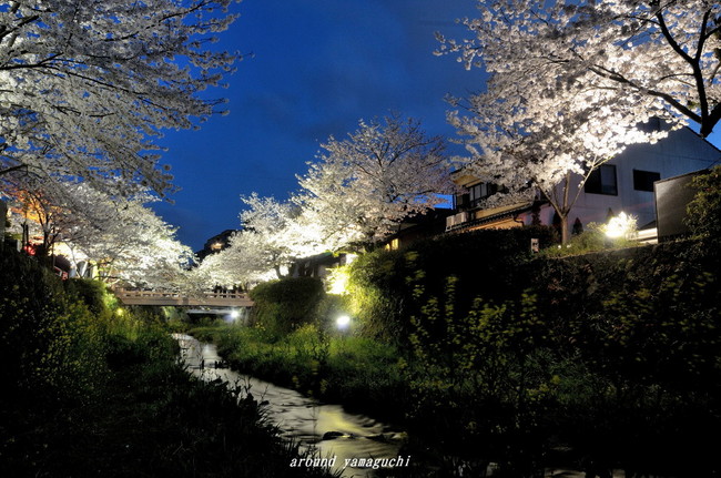 一の坂川夜桜11.jpg