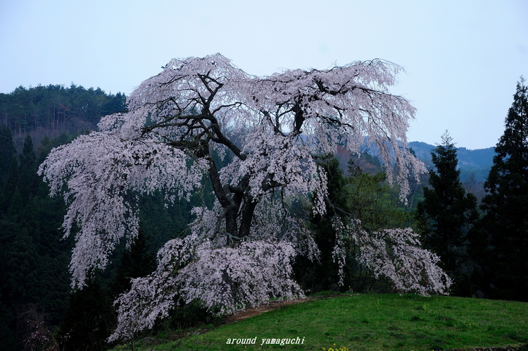 与一野09.jpg