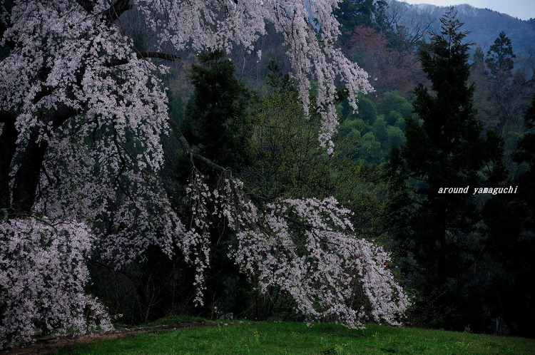 与一野10.jpg