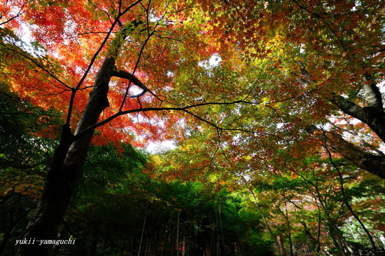 両足寺02.jpg