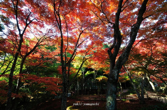 両足寺1118-04.jpg