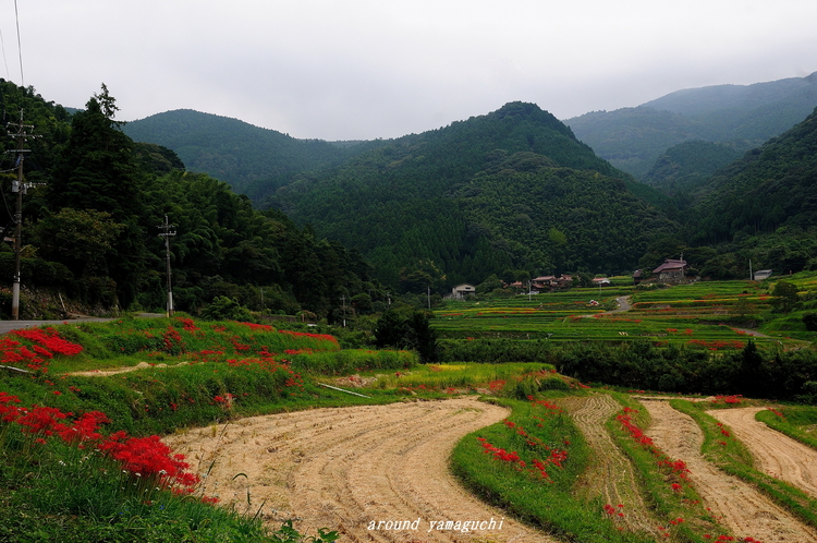 井手浦棚田02.jpg