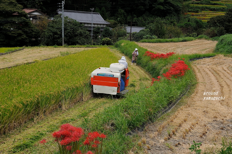 井手浦棚田03.jpg
