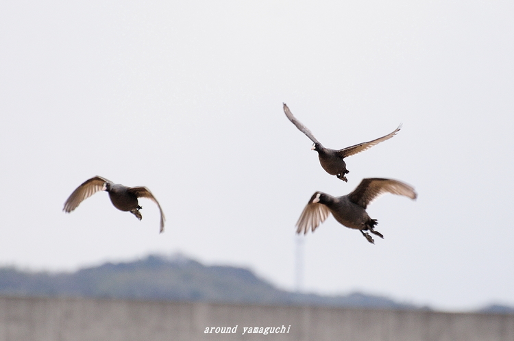 何鳥?04.jpg