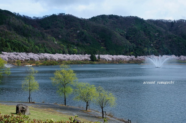 八千代湖09.jpg