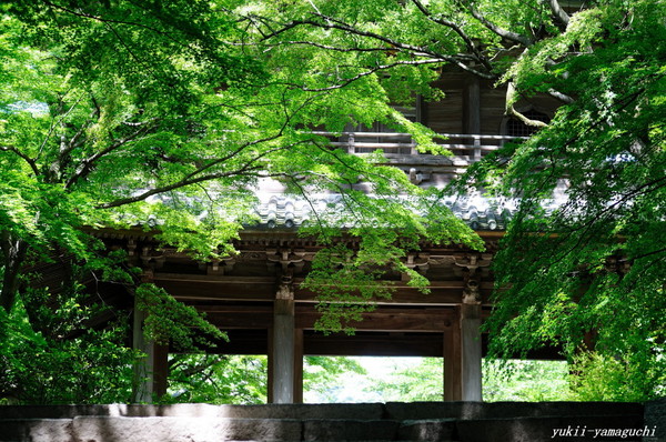 功山寺新緑01.jpg