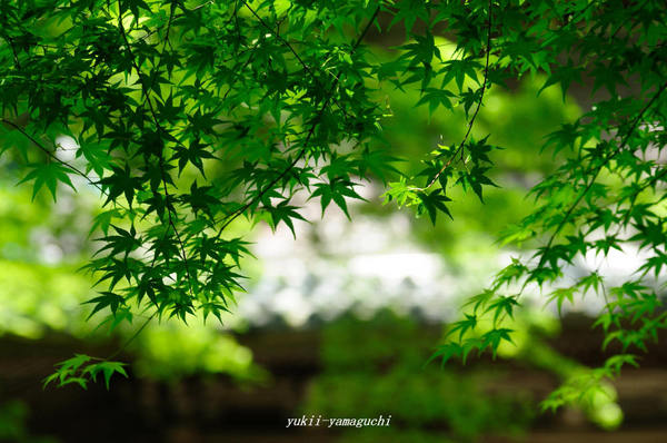 功山寺新緑03.jpg