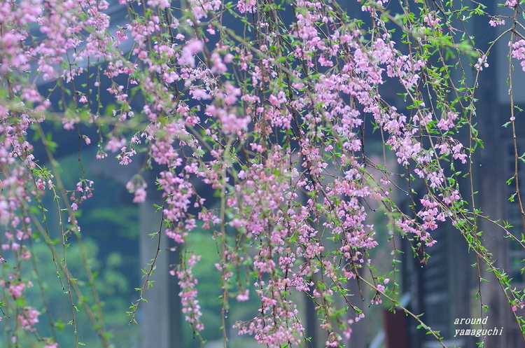 南原寺03.jpg