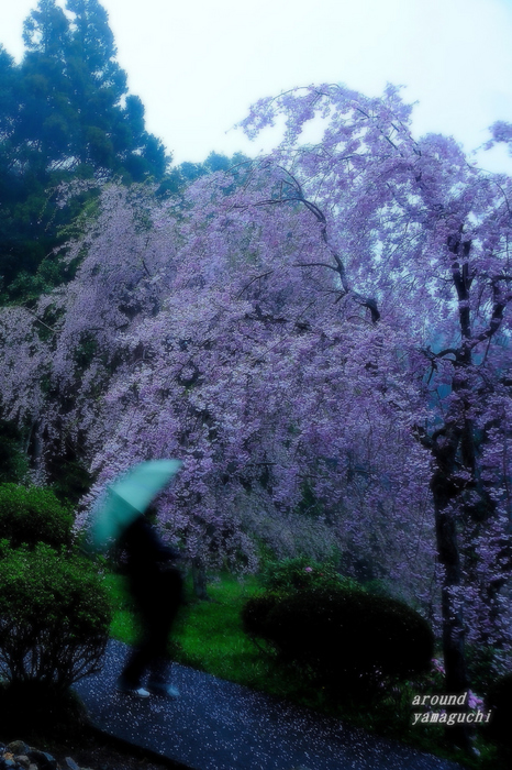 南原寺しだれ18.jpg