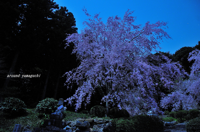 南原寺夜桜00.jpg