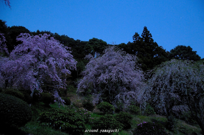 南原寺夜桜02.jpg