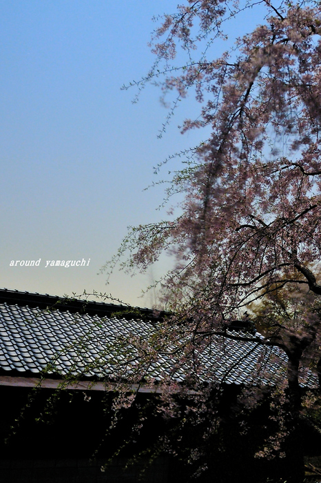 南原寺夜桜05.jpg