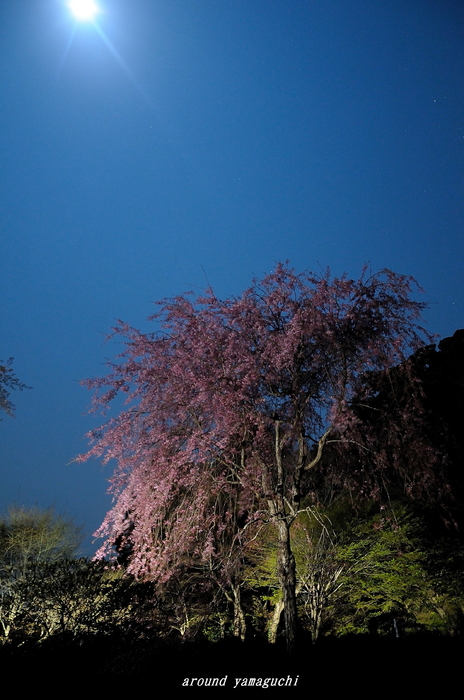 南原寺夜桜09.jpg