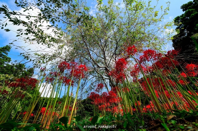 南原寺彼岸花2nd-01.jpg