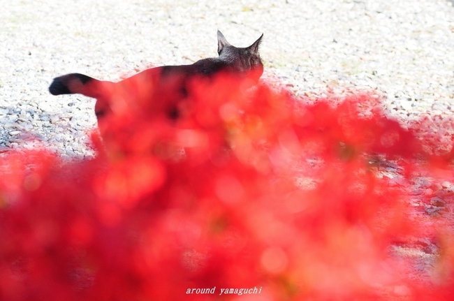 南原寺彼岸花2nd-03.jpg