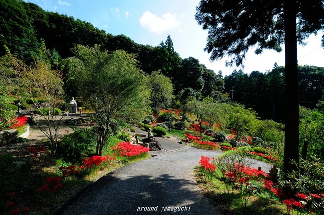 南原寺彼岸花2nd-12.jpg