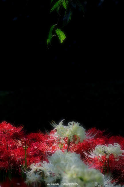 南原寺彼岸花2nd-14.jpg