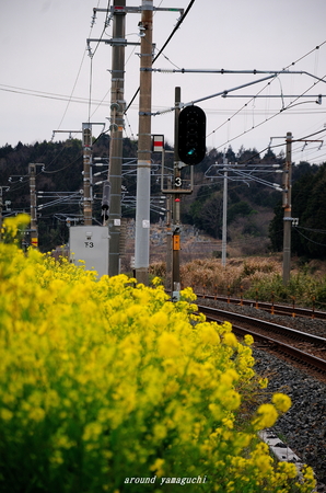 台道菜の花01.jpg