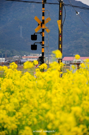 台道菜の花02.jpg