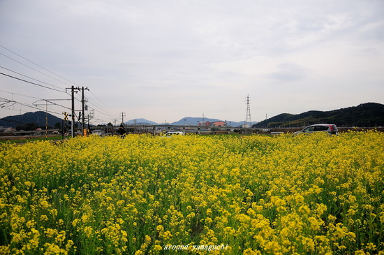 台道菜の花03.jpg
