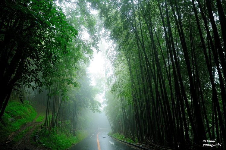 合馬竹林01.jpg