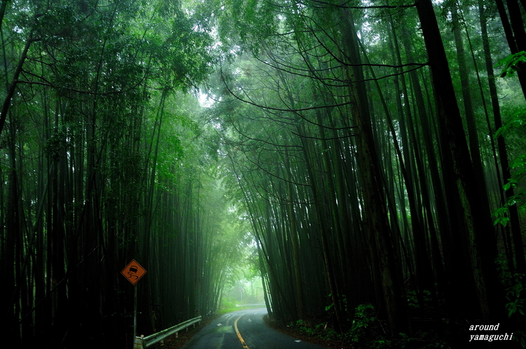 合馬竹林02.jpg