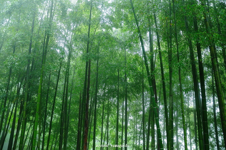 合馬竹林03.jpg