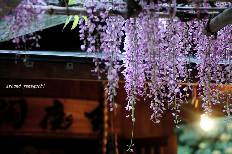 吉祥寺藤棚05.jpg