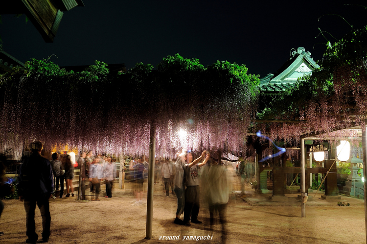 吉祥寺藤棚09.jpg