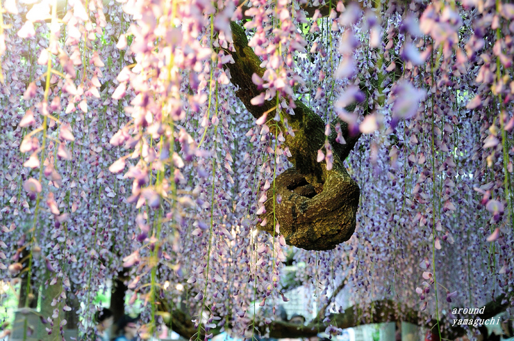 吉祥寺藤棚21.jpg