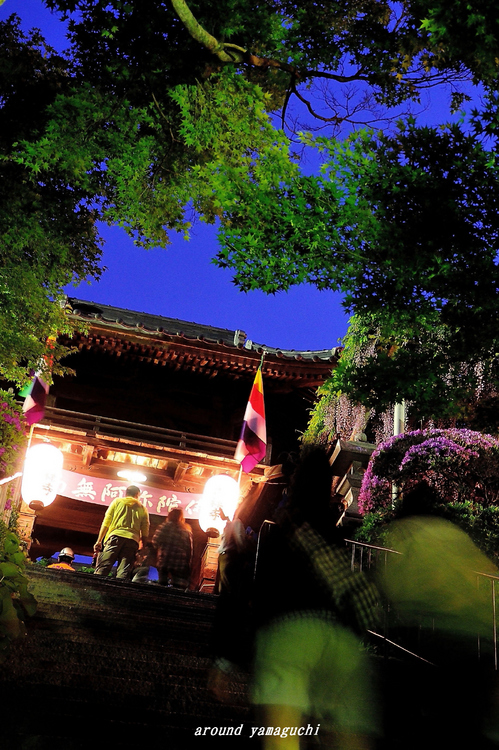吉祥寺藤棚26.jpg