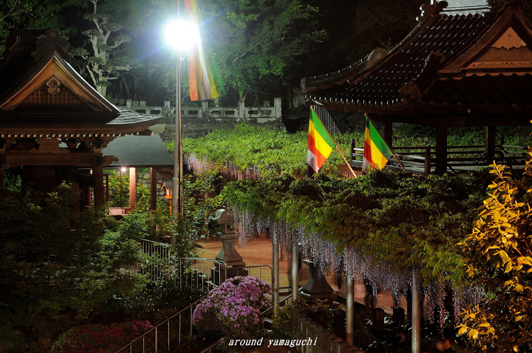 吉祥寺藤棚29.jpg