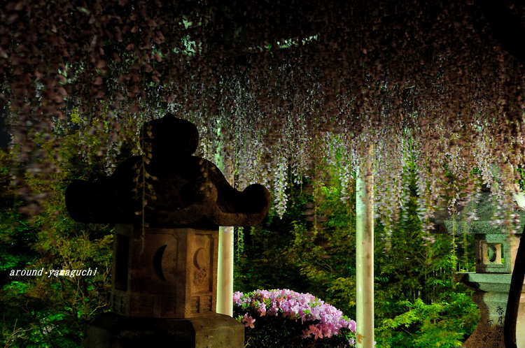 吉祥寺藤棚30.jpg