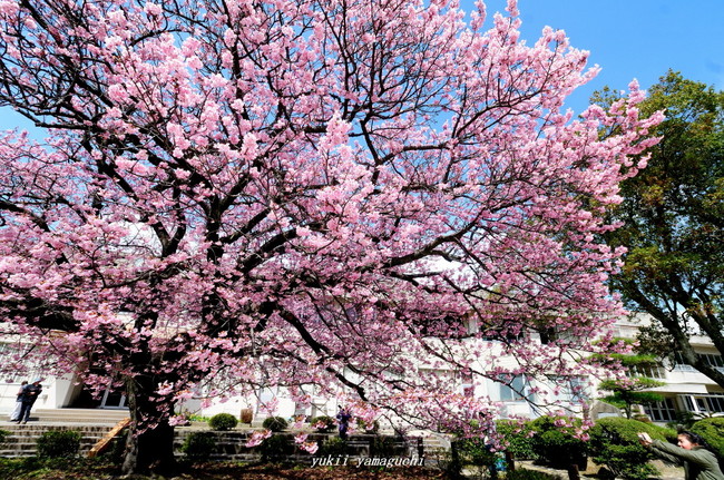 向島小学校07.jpg