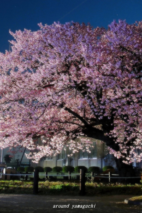 向島小学校16.jpg