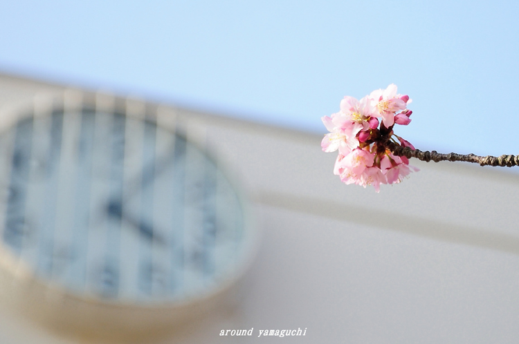 向島蓬莱桜01.jpg