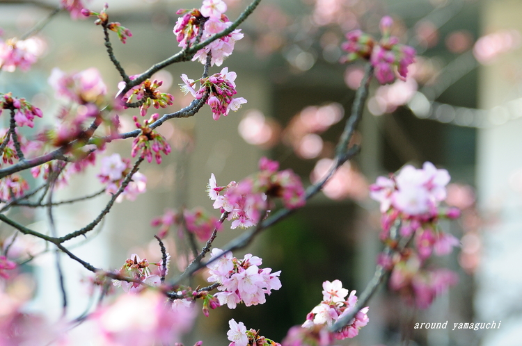 向島蓬莱桜04.jpg