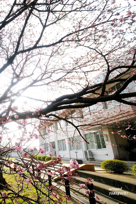 向島蓬莱桜06.jpg