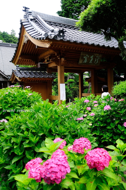 向徳寺01.jpg