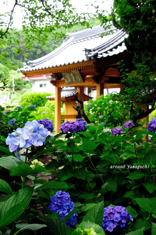 向徳寺01.jpg