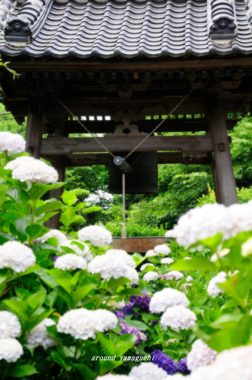 向徳寺12.jpg