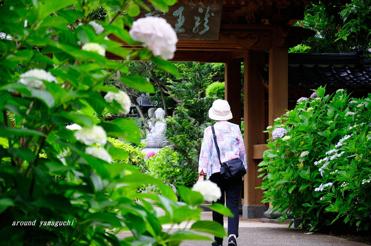 向徳寺16.jpg