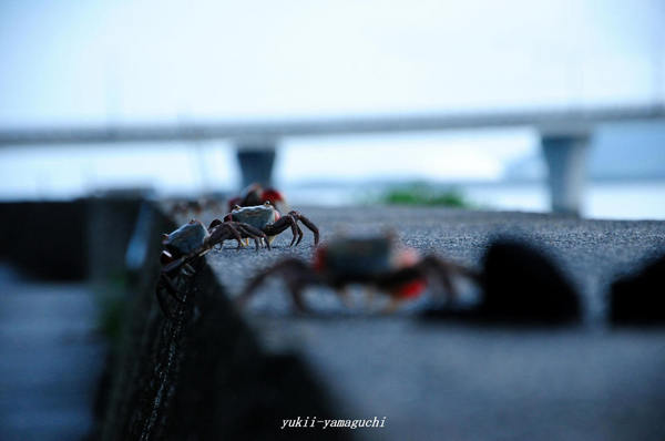 周防大橋02.jpg