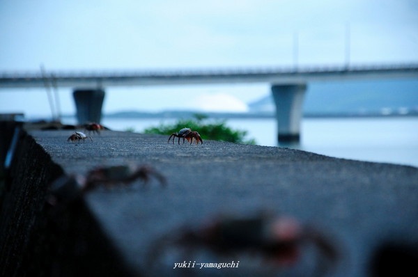 周防大橋05.jpg