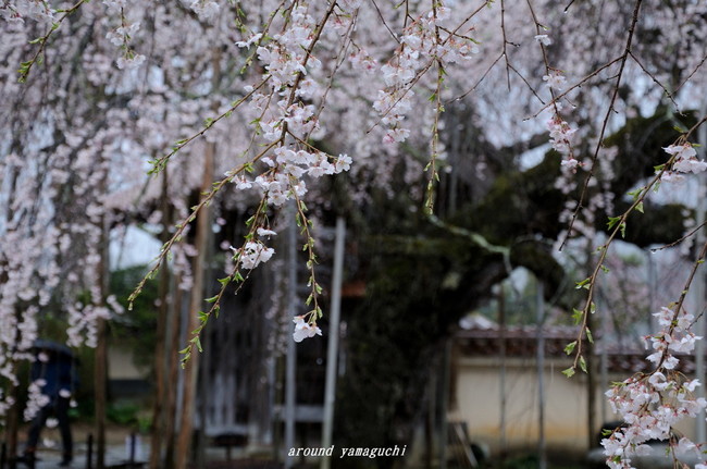 圓立寺のしだれ02.jpg
