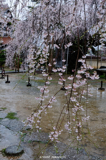 圓立寺のしだれ03.jpg