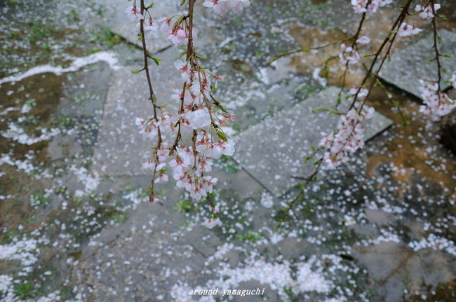 圓立寺のしだれ04.jpg