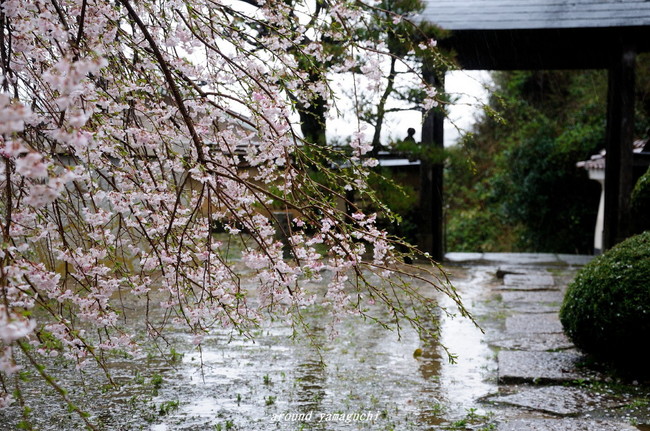 圓立寺のしだれ05.jpg