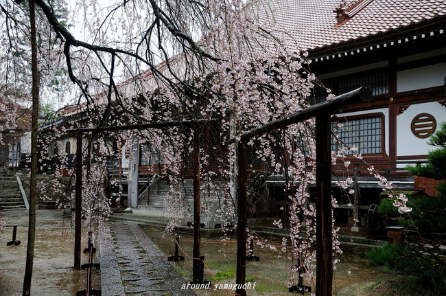 圓立寺のしだれ07.jpg